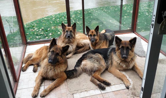 Eine Gruppe Schäferhunde liegt in einem Hausflur.