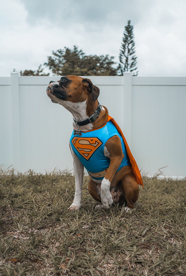 Hund mit einem Superhelden Kostüm im Garten.